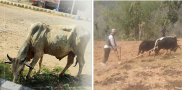 झनै तीव्र बन्याे लम्पी स्किनको संक्रमण, जोत्दाजोत्दै मर्न थाले गोरु